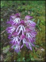 Orchis_simia_4.jpg