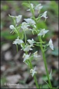 Platanthera_chlorantha.jpg