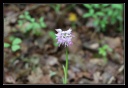 orchis_simia_1.jpg