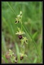 Nom du fichier=orchis_sphegodes.jpg
Taille du fichier=243Ko
Dimensions : 541x791
Ajouté le : 19 Mai 2013 orchis_sphegodes.jpg