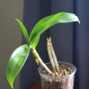 dendo_2_1_2.jpg