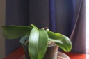 phal_2_1.jpg