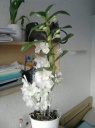 dendrobium_nobile.jpg