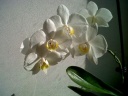 Phalaenopsis_snow_apple_28329.jpg