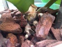 IMG-20120313-00302.jpg