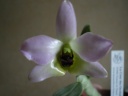 IMGP0524.JPG