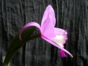 IMGP0809.JPG