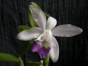 IMGP0813.JPG