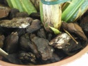 IMGP0878.JPG