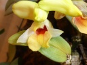 dendro3.jpg