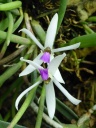 leptotes.jpg