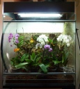 orchid_s.jpg