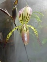 paph.jpg
