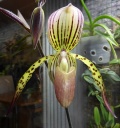 paph1.jpg
