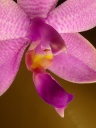 phal1~0.jpg