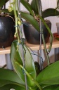 phal1.jpg