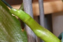 phal2.jpg