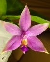 phal4.jpg