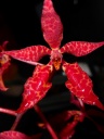 renanthera~0.jpg
