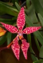 renanthera.jpg