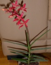 renanthera1.jpg