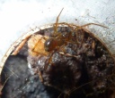 spider1.jpg