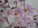 DSCN2549b.JPG