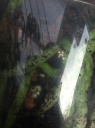 phal02_sos02.jpg