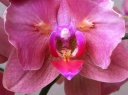 Nom du fichier=phal4.jpg
Taille du fichier=149Ko
Dimensions : 800x597
Ajouté le : 07 Avril 2012 phal4.jpg