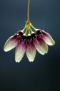 Nom du fichier=Bulbophyllum_flabellum_veneris_1.jpg
Taille du fichier=85Ko
Dimensions : 531x800
Ajouté le : 02 Janvier 2014 Bulbophyllum_flabellum_veneris_1.jpg