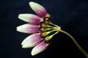 Bulbophyllum_flabellum_veneris_2.jpg