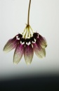 Bulbophyllum_flabellum_veneris_4.jpg