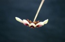 Bulbophyllum_flabellum_veneris_5.jpg