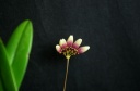 Bulbophyllum_flabellum_veneris_6.jpg