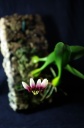 Bulbophyllum_flabellum_veneris_7.jpg