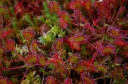 Drosera_rotundifolia.JPG