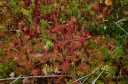Drosera_rotundifolia_28229.JPG