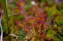Drosera_rotundifolia_28329.JPG