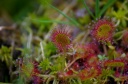 Nom du fichier=Drosera_rotundifolia_28429.JPG
Taille du fichier=130Ko
Dimensions : 800x531
Ajouté le : 06 Août 2013 Drosera_rotundifolia_28429.JPG