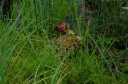 Drosera_rotundifolia_28529.JPG