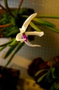 Leptotes_bicolor.jpg