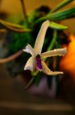 Leptotes_bicolor_1.jpg