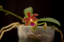 Phalaenopsis_linda_cheok_15-7-2013.jpg