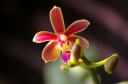 Phalaenopsis_linda_cheok_15-7-2013_1.jpg