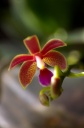 Phalaenopsis_linda_cheok_15-7-2013_2.jpg