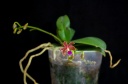 Phalaenopsis_linda_cheok_15-7-2013_3.jpg
