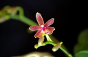 Phalaenopsis_linda_cheok_15-7-2013_4.jpg