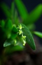 Nom du fichier=Pleurothallis_cf.jpg
Taille du fichier=67Ko
Dimensions : 531x800
Ajouté le : 09 Janvier 2014 Pleurothallis_cf.jpg