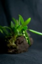 Nom du fichier=Pleurothallis_cf__pruinosa_2.jpg
Taille du fichier=89Ko
Dimensions : 531x800
Ajouté le : 09 Janvier 2014 Pleurothallis_cf__pruinosa_2.jpg