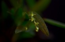 Nom du fichier=Pleurothallis_cf__pruinosa_4.jpg
Taille du fichier=51Ko
Dimensions : 800x531
Ajouté le : 09 Janvier 2014 Pleurothallis_cf__pruinosa_4.jpg